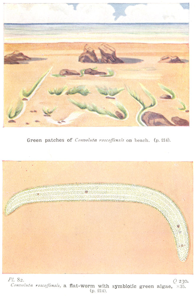 SEA WATER. Green patches Convoluta roscoffensis beach; flat- worm algae 1936